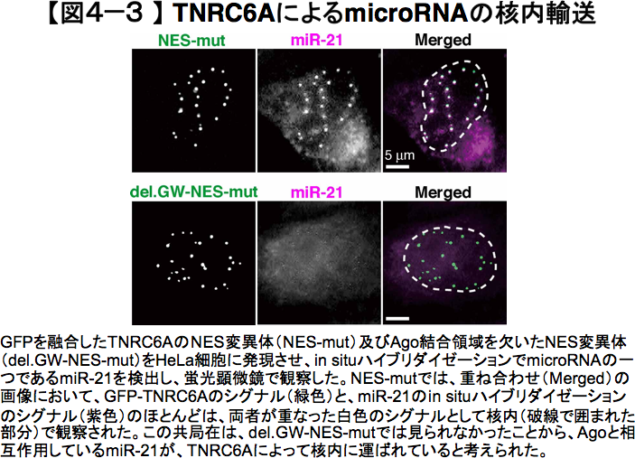 TNRC6AによるmicroRNAの核内輸送